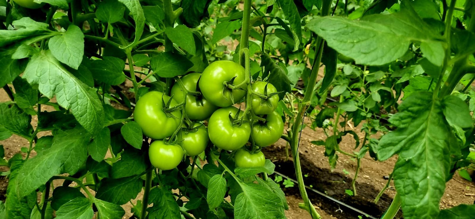 WhatsApp Image 2025-08-12 at 7.35.45 PM