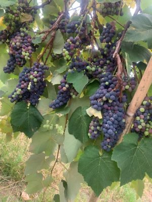 Cultivo de uva Isabella