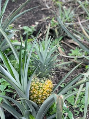 WhatsApp Image 2022-07-28 at 11.26.10 AM