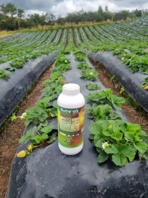 Fertilización con Nutreraíz