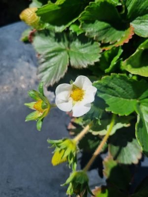 Flor cultivo de fresa