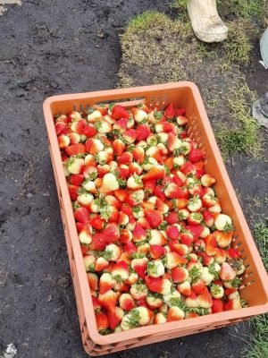 Resultados cultivo de fresa