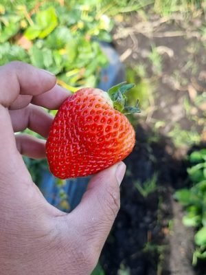 Resultados cultivo de fresa